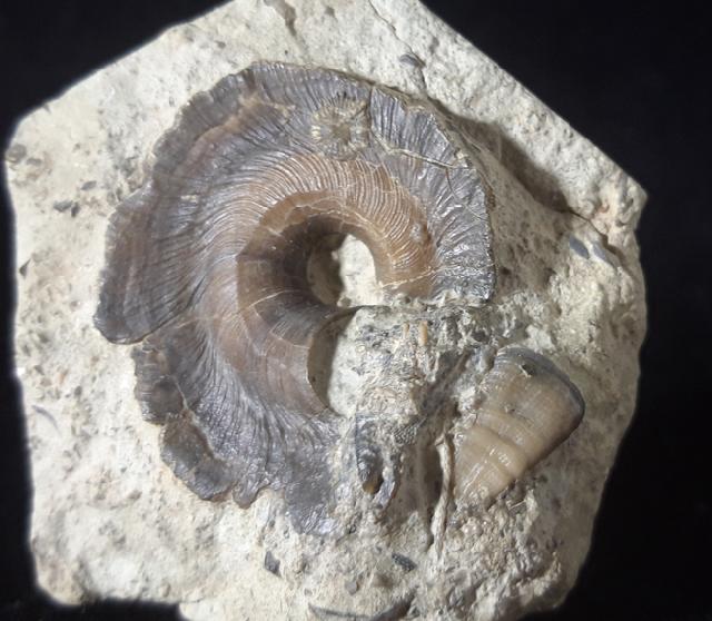 Euomphalopterus alatus (WAHLENBERG 1818) - Bild © FossNet FossilienStore